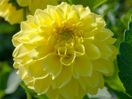 Dahlia Decorative American Sun (Pack of 2) Cheap