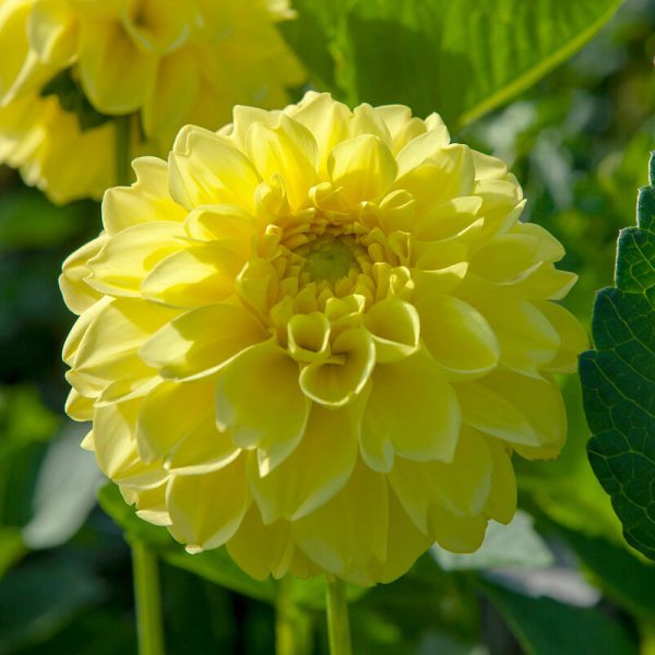 Dahlia Decorative American Sun (Pack of 2) Cheap