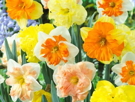 Split Corona Narcissus Butterfly Mix (Pack of 8) Online Sale