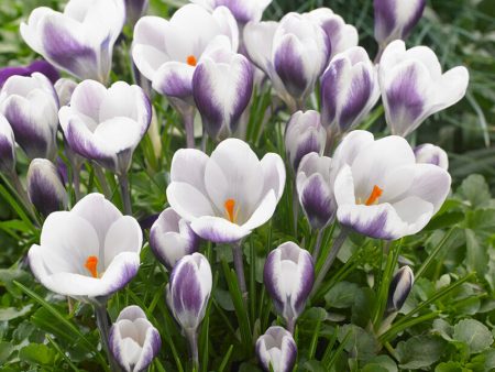 Prince Claus Crocus Bulbs (Pack of 12) For Discount