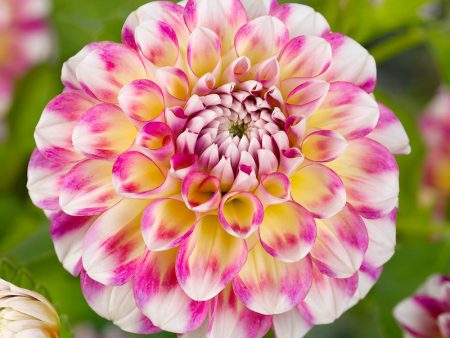 Dahlia Decorative Hawaii (Pack of 2) For Sale