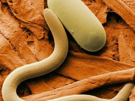 Organic Parasitic Nematodes, Steinernema feltiae Discount