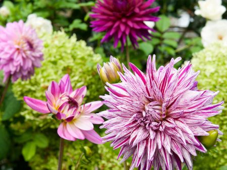 Dahlia Decorative Purple Blend (Pack of 3) Online now