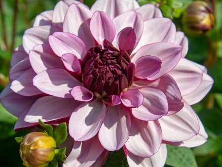 Dahlia Decorative Creme de Cassis (Pack of 2) Cheap