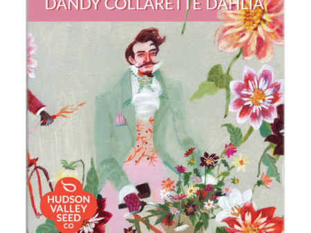 Dandy Collarette Dahlia Art Pack Online Hot Sale