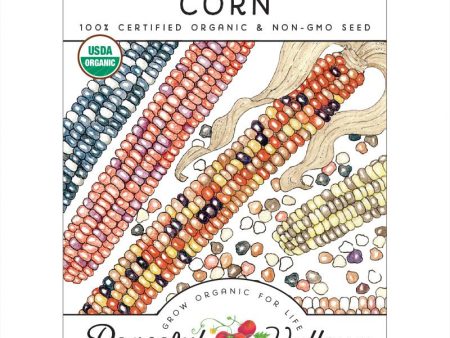 Painted Mountain Corn Seeds (Organic) Sale