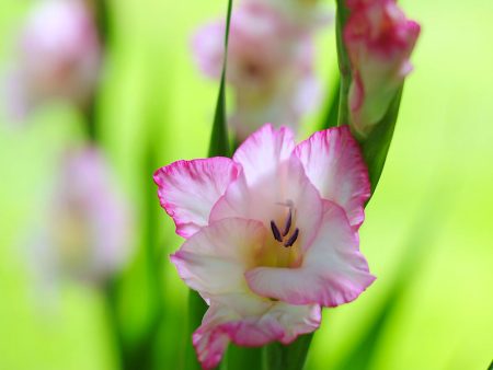 Gladiolus Large Flowering Priscilla (Pack of 10) Fashion