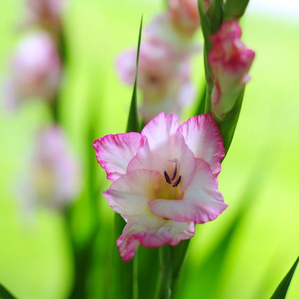 Gladiolus Large Flowering Priscilla (Pack of 10) Fashion