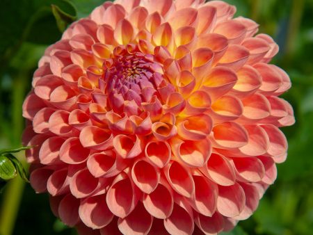 Dahlia Ball Flowering Jowey Nicky (Pack of 2) on Sale