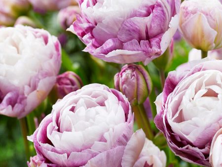 Double Surprise Double Late Tulip Bulbs (Pack of 6) Sale