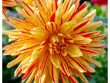 Dahlia Semi Cactus Striped Vulcan (Pack of 2) For Discount