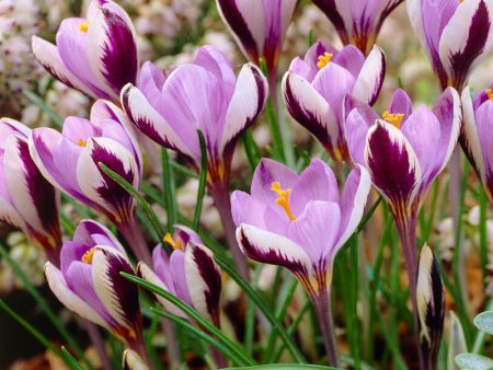 Minimus Crocus Bulbs (Pack of 10) Cheap