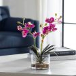 Glory Orchid - Fuchsia Orchid - Pearl Silver Sale