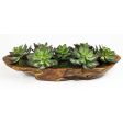 Yuma - Succulent Centerpiece - Dark Brown For Cheap