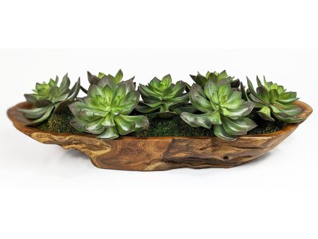 Yuma - Succulent Centerpiece - Dark Brown For Cheap