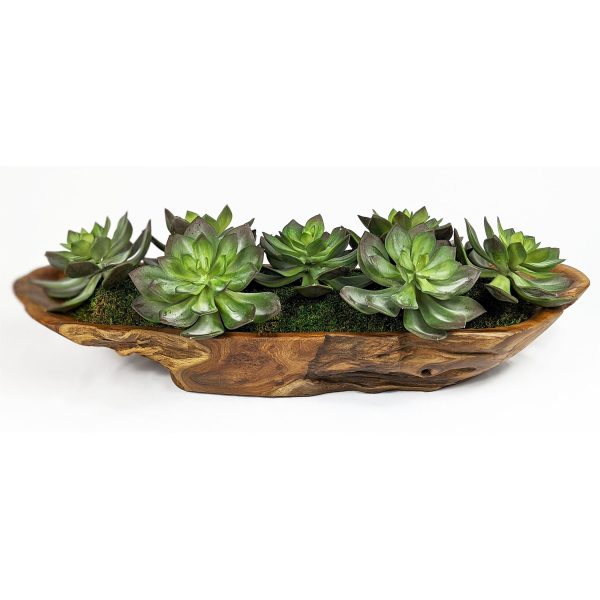 Yuma - Succulent Centerpiece - Dark Brown For Cheap