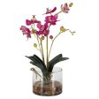 Glory Orchid - Fuchsia Orchid - Pearl Silver Sale