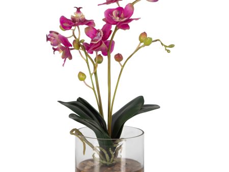 Glory Orchid - Fuchsia Orchid - Pearl Silver Sale