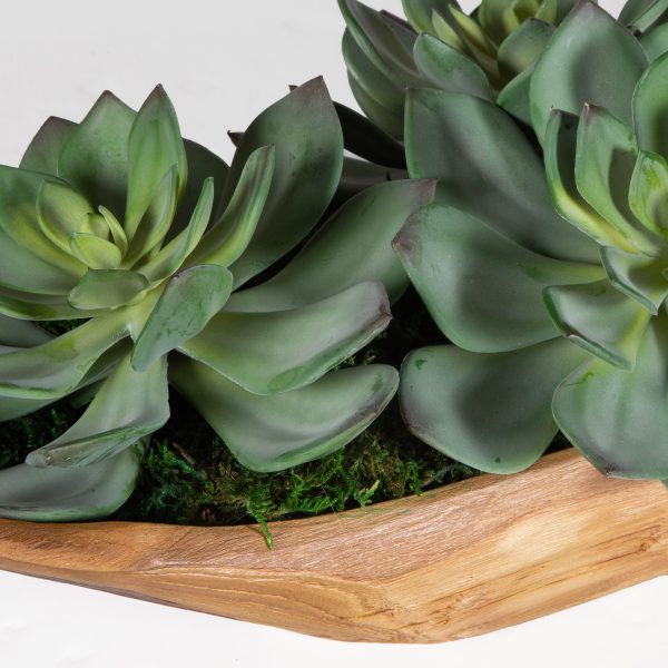 Yuma - Succulent Centerpiece - Dark Brown For Cheap